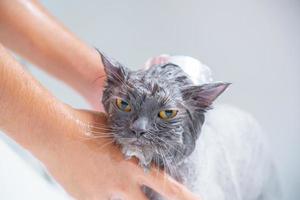 Angry cat in the bathtub photo