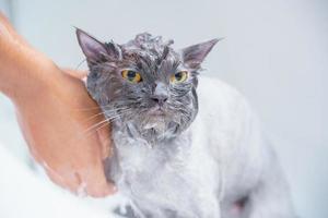 gato enojado en la bañera