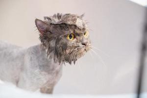 Angry cat in the bathtub photo