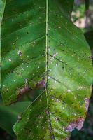 Green leaf in the garden photo