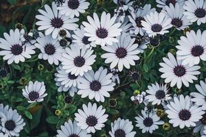 White flowers of African daisy photo