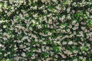 flores blancas entre hojas verdes de jazmín estrella foto