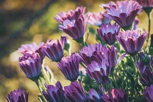 Purple and pink flowers of African daisy photo