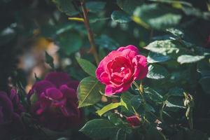 Pink rose in bloom photo