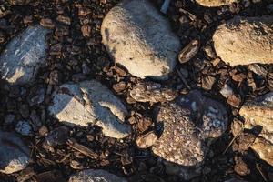 rocas y corteza de corcho foto
