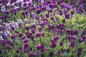 Purple and pink flowers of African daisy photo