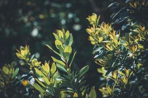 Evergreen leaves of an Arbutus Unedo photo