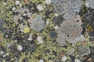 Texture of lichens over a stone surface photo