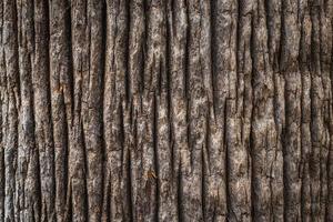 Bark texture on large tree photo