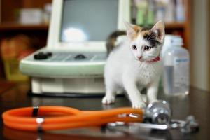Gatito blanco con un estetoscopio en un consultorio veterinario