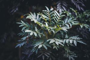 Leaves of Cape ash tree photo