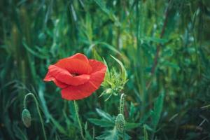 Red poppy flower in a field of tall grass photo