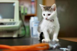 Gatito blanco con un estetoscopio en un consultorio veterinario