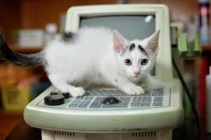 Gatito blanco con un estetoscopio en un consultorio veterinario foto