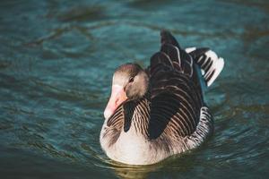 ganso nadando en un lago foto