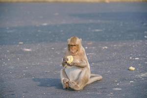 Crab-eating macaque eating fruit in Lop Buri, Thailand photo