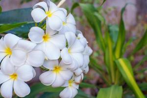 Plumeria flower blossoms photo