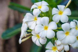 White plumeria blossoms