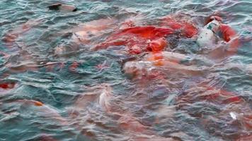 poissons koi colorés nageant dans l & # 39; étang video
