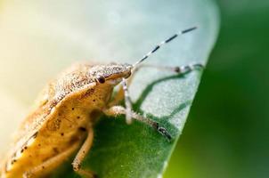 Shield bug, also known as stink bug on a plant