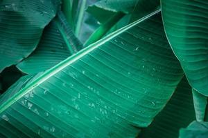 Close-up of banana leaf with water drops photo