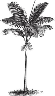 Feather Palm Tree Vintage Illustrations