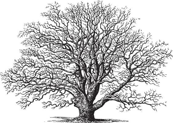 Oak Tree Vector Art, Icons, and Graphics for Free Download