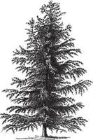 Larch Tree Vintage Illustrations vector