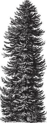 Spruce Tree Vintage Illustrations