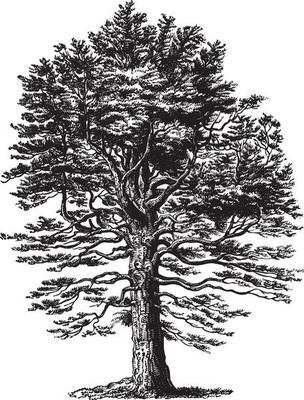 Silver Fir Tree Vintage Illustrations