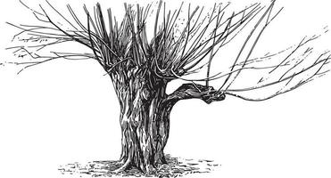 pollard tree vintage ilustraciones vector