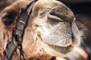 primer plano de la cara de un camello foto