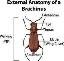 External Anatomy of a Brachinus on white background vector