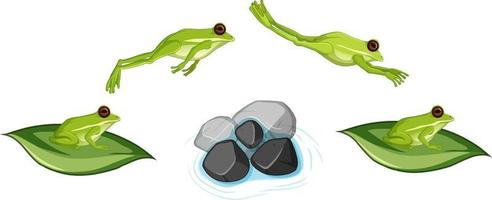 Movement of frog jumping on white background vector