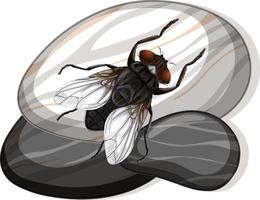 Top view of house fly on a stone on white background vector