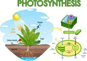Diagrama que muestra el proceso de fotosíntesis en planta. vector