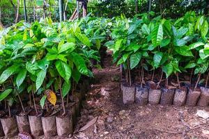 Hileras de plantas de cacao en macetas en un jardín.