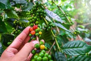 Hand holding group of coffee beans or cherries on a tree