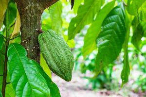 fruta de cacao en una rama de árbol foto