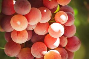 Glowing grapes close-up