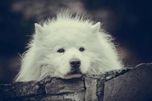 Sad looking Samoyed pup