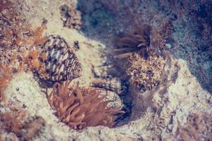 corales y cangrejos de río