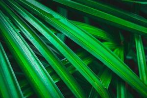 Close-up of green palm leaves photo