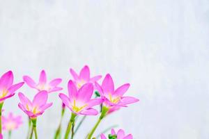 Pink and purple flowers next to a blue wall photo