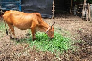 Retrato de lado de una vaca marrón pastando en una granja foto