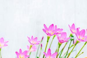 Pink and purple flowers next to a blue wall photo