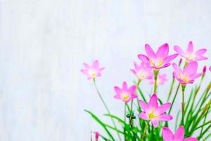 Pink and purple flowers next to a blue wall photo