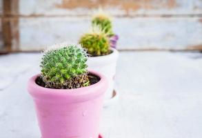 Three cactus plants in pots on a blue wooden table photo