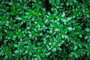 Green leaves in shrubbery photo