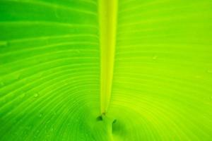 Close-up of a banana leaf photo